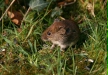 Bank Vole